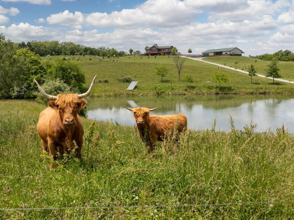 Two Scottish Highland cattle grazing beside the stocked pond at Selah Hills Ranch, with the guest lodge and event building on the hill above, in Agency, Missouri.