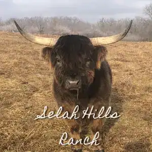The Selah Hills Ranch mark, a Scottish Highland cow.