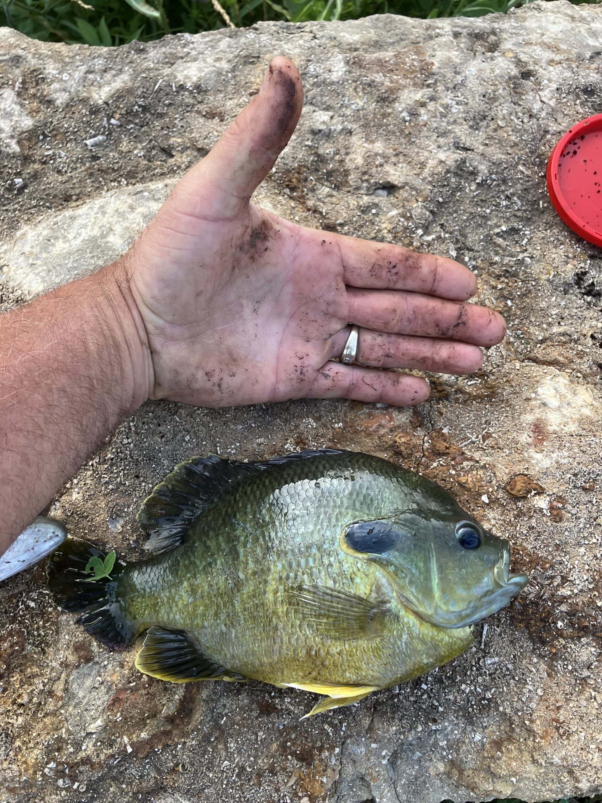 A large bluegill caught from the stocked pond at Selah Hills Ranch, laid on a limestone rock.