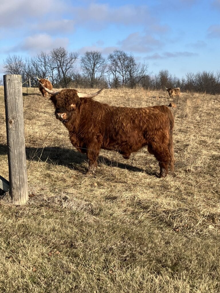 A Scottish Highland bull with long horns standing in the winter pasture at Selah Hills Ranch.