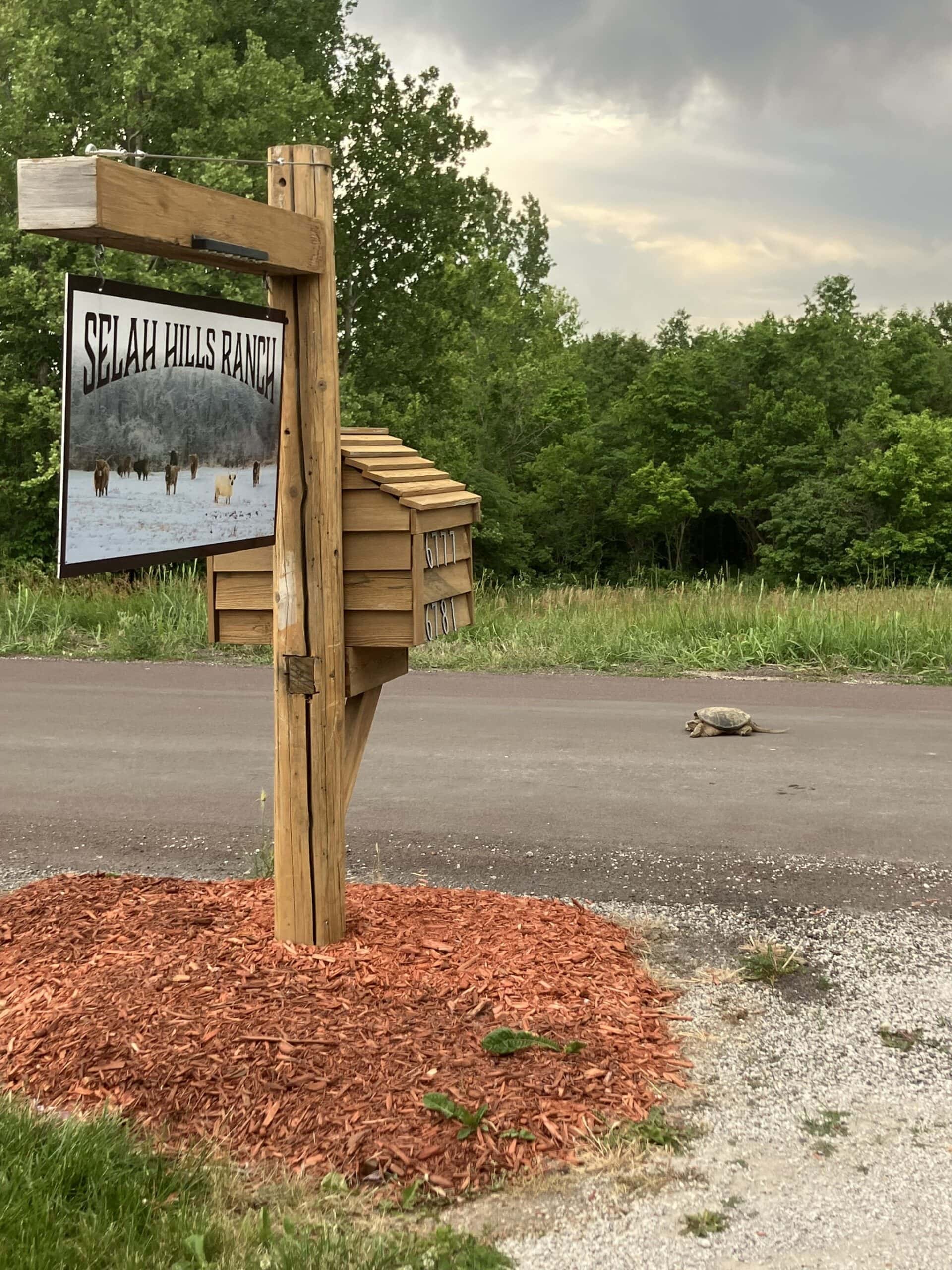 The Selah Hills Ranch sign at the road, hand-lettered above a photograph of Highland cattle in the snow, beside a cedar mailbox.